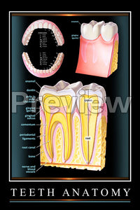 Teeth Anatomy Wall Chart
