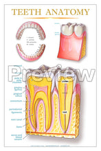 Load image into Gallery viewer, Teeth Anatomy Wall Chart