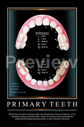 Primary Teeth Wall Chart