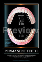 Load image into Gallery viewer, Permanent Teeth Wall Chart